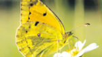Rare clouded yellow butterfly spotted near Basketball Arena