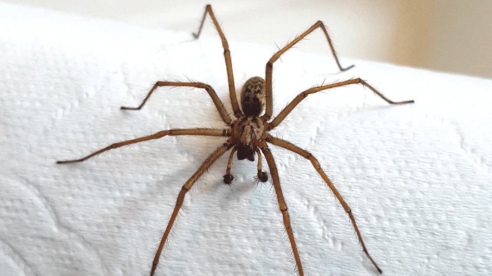 Nature on our doorsteps: Spiders on the move in autumn Nature on our doorsteps: Spiders on the move in autumn