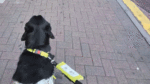 Three dog fouling fines issued by council