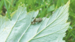 Nature on our doorsteps: Is it a cocoon or a chrysalis …