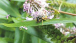 Nature on our doorsteps: Autumn wasps