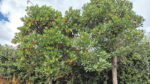 Nature on our doorsteps: Arbutus, the Strawberry Tree
