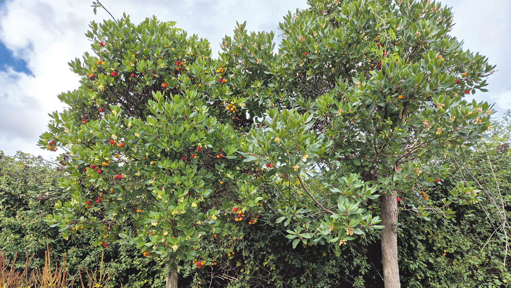 Nature on our doorsteps: Arbutus, the Strawberry Tree
