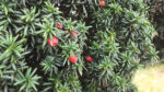 Nature on our doorsteps: The tree of Samhain